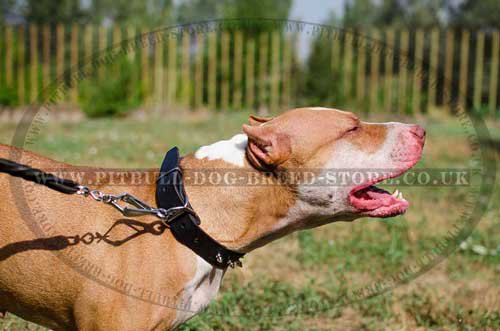 Spiked Leather Dog Collar for Pitbull, Fashionable and Comfy