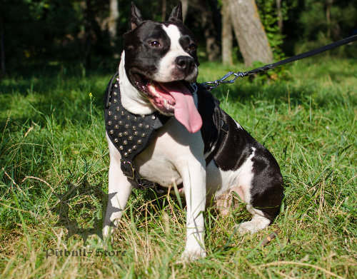 Walking Dog Harness for American Staffy with Studs