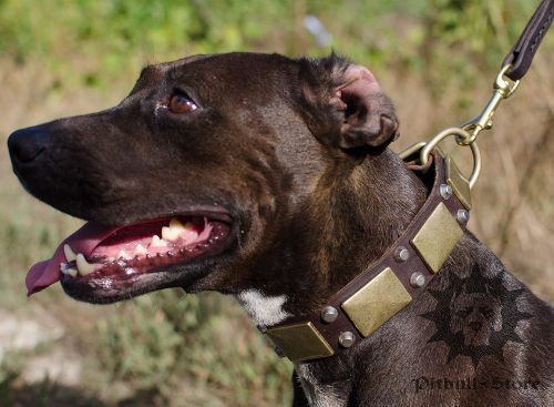 Custom Made Dog Collar of Pure Leather for Staff