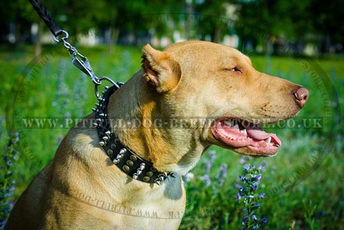 Rich Brand Dog Collar for Pitbull Walks