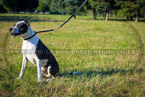 Leather Choke Collar for Gentle Pitbull Behaviour Correction