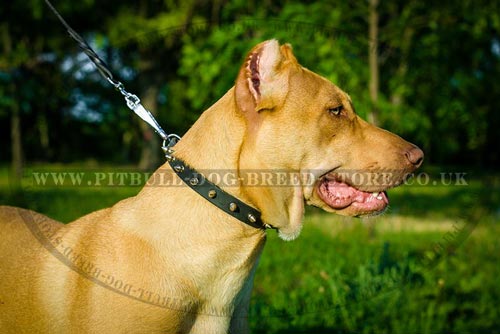 Spiked Narrow Dog Collar of Impressive Look