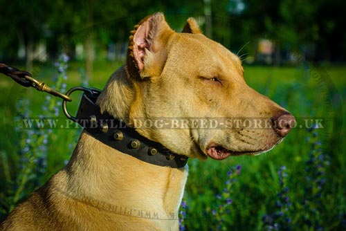 Cool & Strong Studded Dog Collar for Pitbull and Staffy