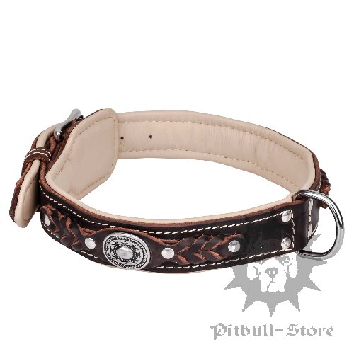 New Padded Stylish Dog Collar of Chic Design