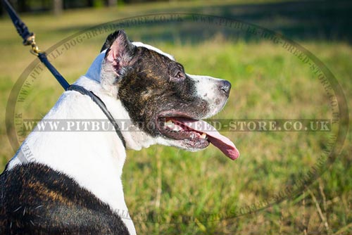 Effective Rolled Leather Dog Collar for Pitbull & Staffy