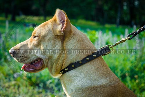 Shiny Dog Collar with a Row of Spikes for Pitbull