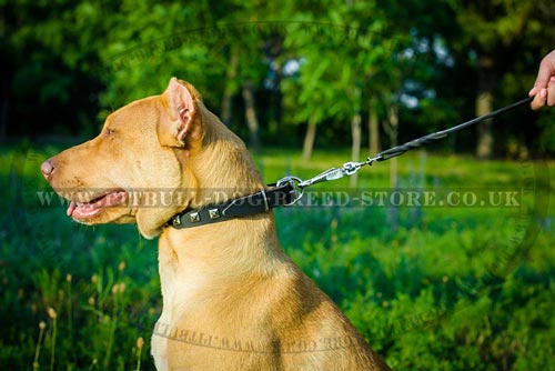 Studded Dog Collar for Pitbull Walks in Style - Click Image to Close