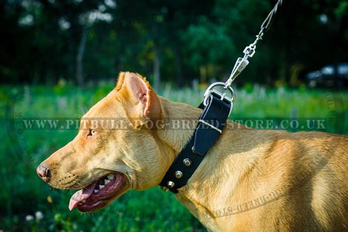 Walking Dog Collar with Elegant Row of Silver-Looking Pyramids