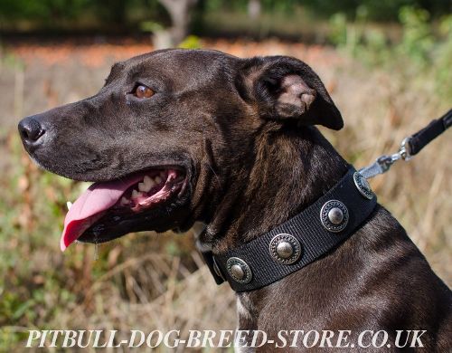 Nylon Dog Collar of Vintage Design with Silver Conchos