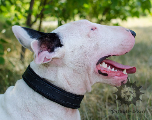 Bestseller! Padded Dog Collar Felt-Lined for Bull Terrier