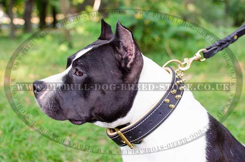 Padded Dog Collar for Amstaff, Luxury Spiked Nappa Lined Leather