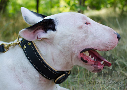 Padded Leather Dog Collar for Bull Terrier, Soft Nappa Lined