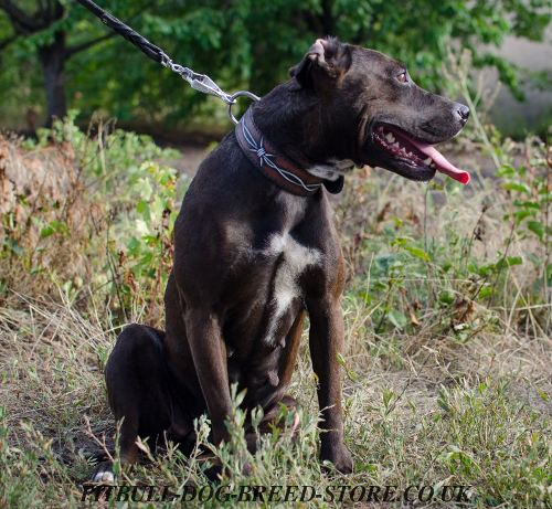 Designer Dog Collar with "Barbed Wire" Hand Painting for Pitbull