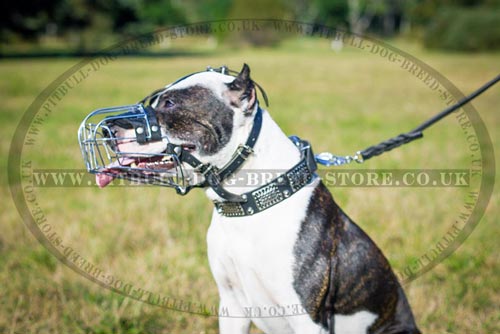 Unique Leather Pitbull Collar with Plates and Frustums