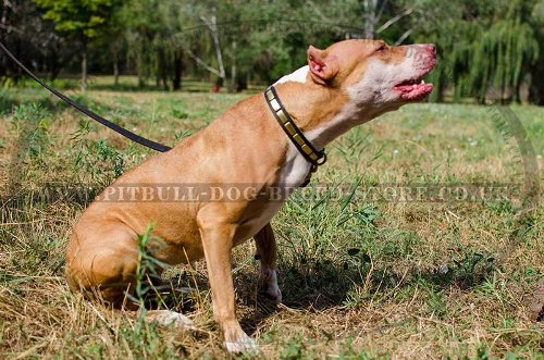 Fashion Collar With Brass Plates for Pitbull, Natural Leather