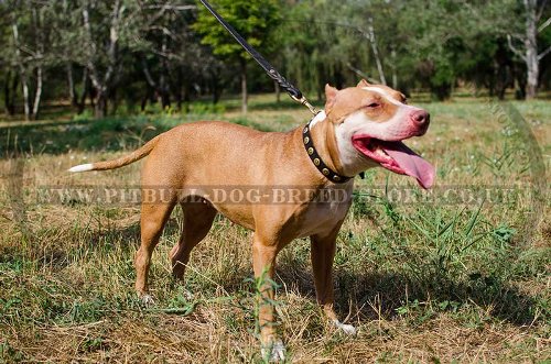 Pitbull Collar of Selected Leather with Studded Decoration