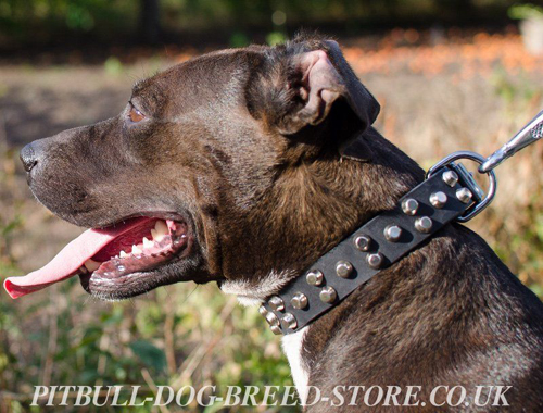 Quality Dog Collar of Leather with Nickel Pyramids for Pitbull