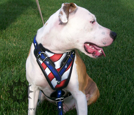 Pitbull Harness with Handle of Leather "Stars and Stripes"