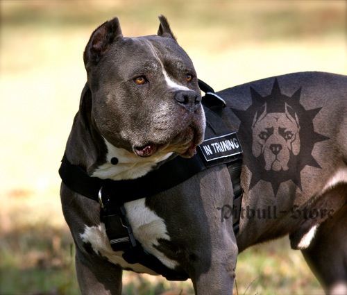 Bestseller! Dog Harness for Pitbull Training Nylon with Patches