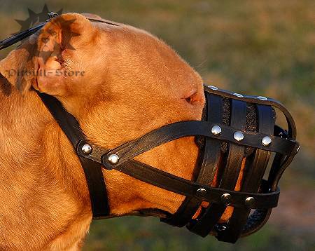 Pitbull Muzzle UK