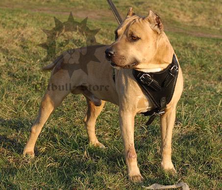 Bestseller! Pitbull Leather Harness for Agitation and Work