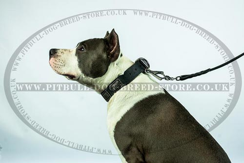 Military Dog Collar Amstaff Collar 54.90