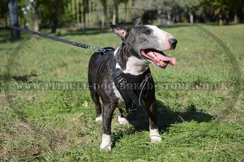 Protection Dog Harness for Bull Terrier Attack and Agitation