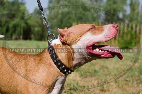 Leather Dog Collar with Nickel Pyramids for Pitbull Walking