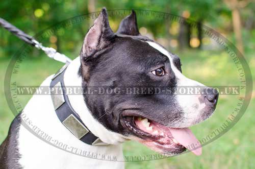 Fancy Dog Collar with Nickel Plates for Amstaff