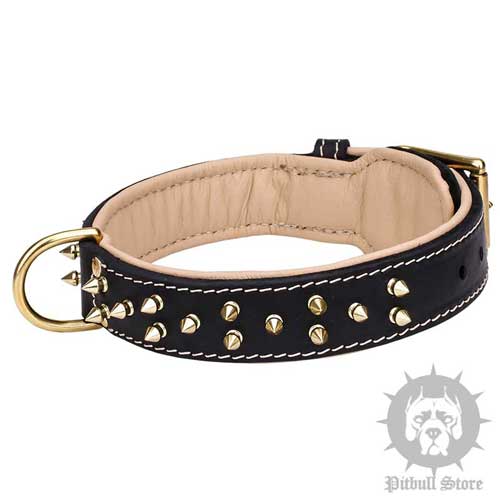 Royal Dog Collar for Walks in Style with Noble Pitbull