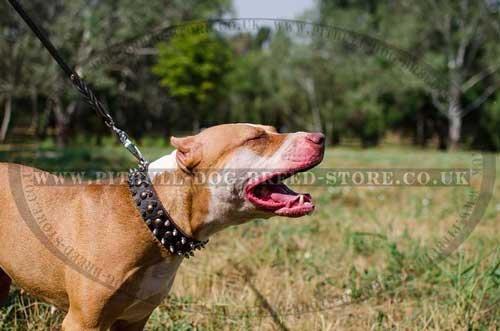 Spiked & Studded Leather Dog Collar for Impressive Walks