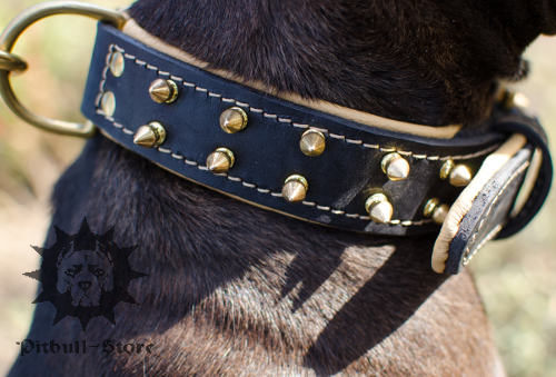 Nappa Padded Custom Dog Collar with Brass Spikes for Stafford