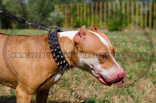 Designer Dog Collar with 3 Rows of Spikes for Staffy