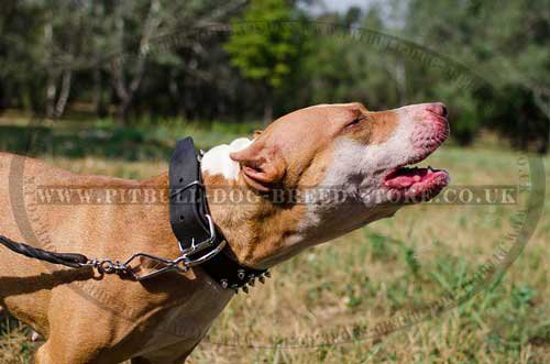 Leather Dog Collar with 2 Rows of Spikes for Pitbull & Stafford