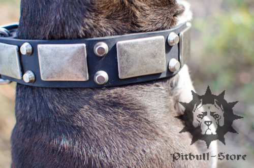 Leather Dog Collar with Nickel Plates and Studs