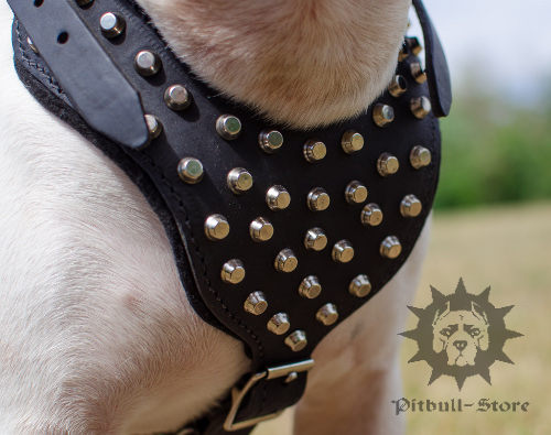 Studded Leather Dog Harness Padded for English Bull Terrier