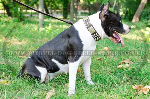 Spiked Dog Collar of Leather with Studs and Plates for Amstaff