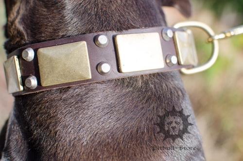 Pitbull Gorgeous Leather Collar with Brass Plates and Pyramids