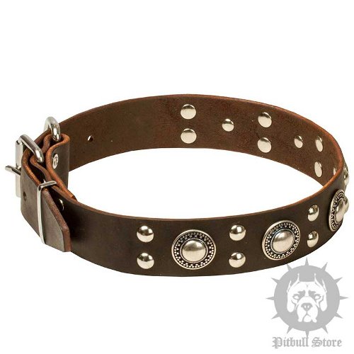 Trendy Dog Collar with "Silver" Studs and Conchos for Amstaff