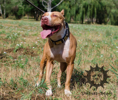 Gorgeous Dog Collar for Pitbull with Spikes & Plates, Leather