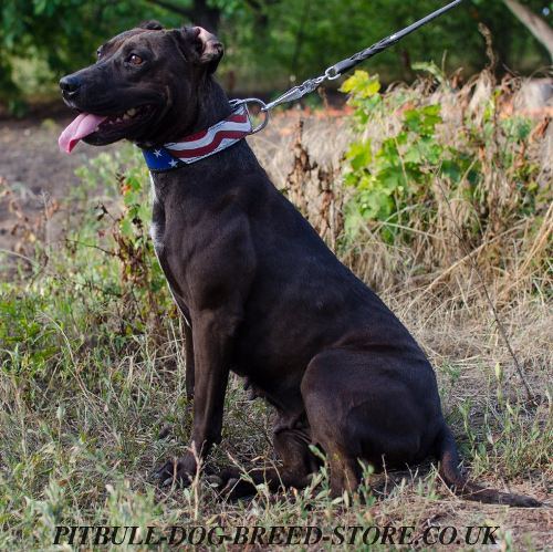 Unique Dog Collar with "American Pride" Ornament for Pitbull