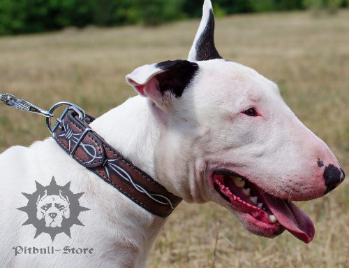 Unique Dog Collar with "Barbed Wire" Painting for Bull Terrier