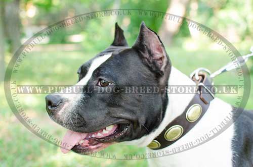 Designer Dog Collar for Amstaff with Vintage Adornments