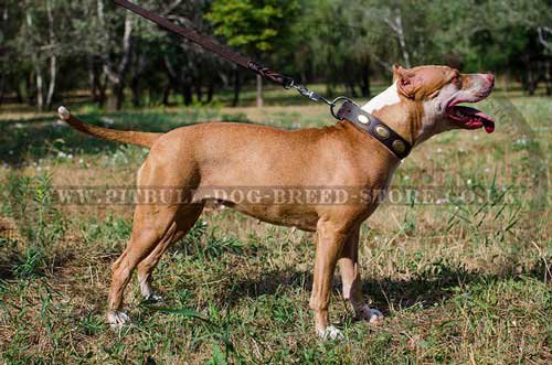 Vintage Dog Collar for Pitbull with Oval Brass Plates