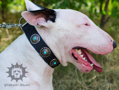 Vintage Dog Collar with Blue Stones for English Bull Terrier