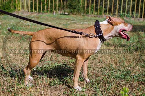 Studded Dog Collar of "Caterpillar" Design for Walks in Style