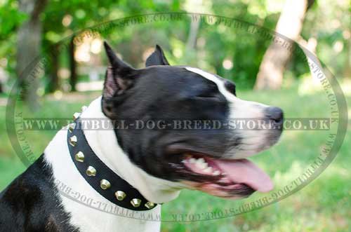 Nylon Dog Collar with Nickel Pyramids for Amstaff