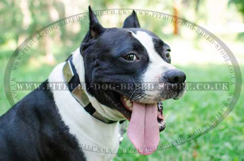 Wide Nylon Dog Collar with Nickel Plates for Amstaff