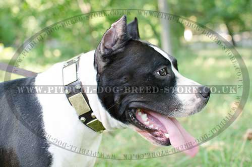Wide Dog Collar with Brass Plates and Studs for Amstaff