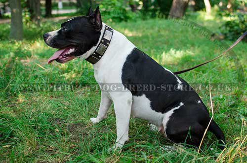 Leather Dog Collar with Nickel Plates & Studs for Amstaff